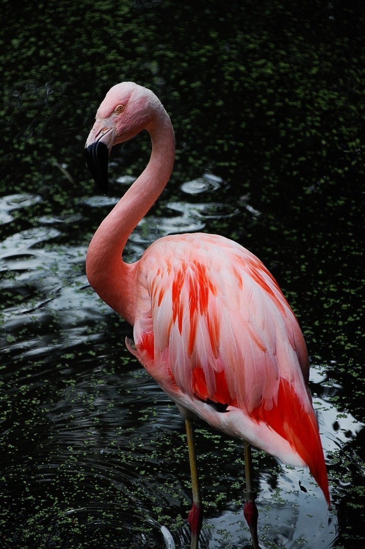 pink!