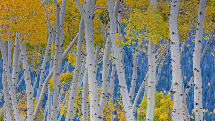 Aspen trees, Fishlake National Forest