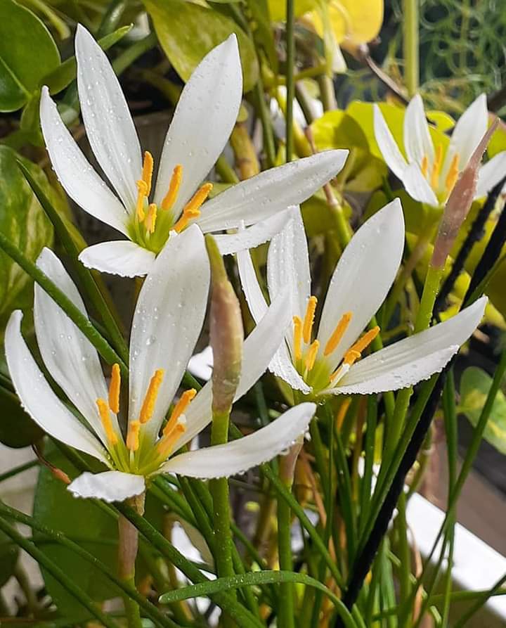 White  RainLily