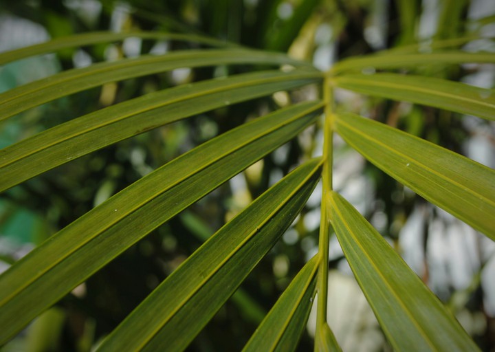 Palmeira