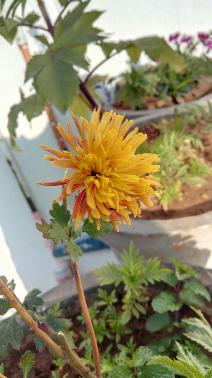 yellow flower