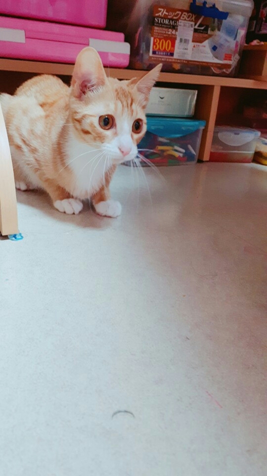 아 땅콩이 넘 귀여웡
