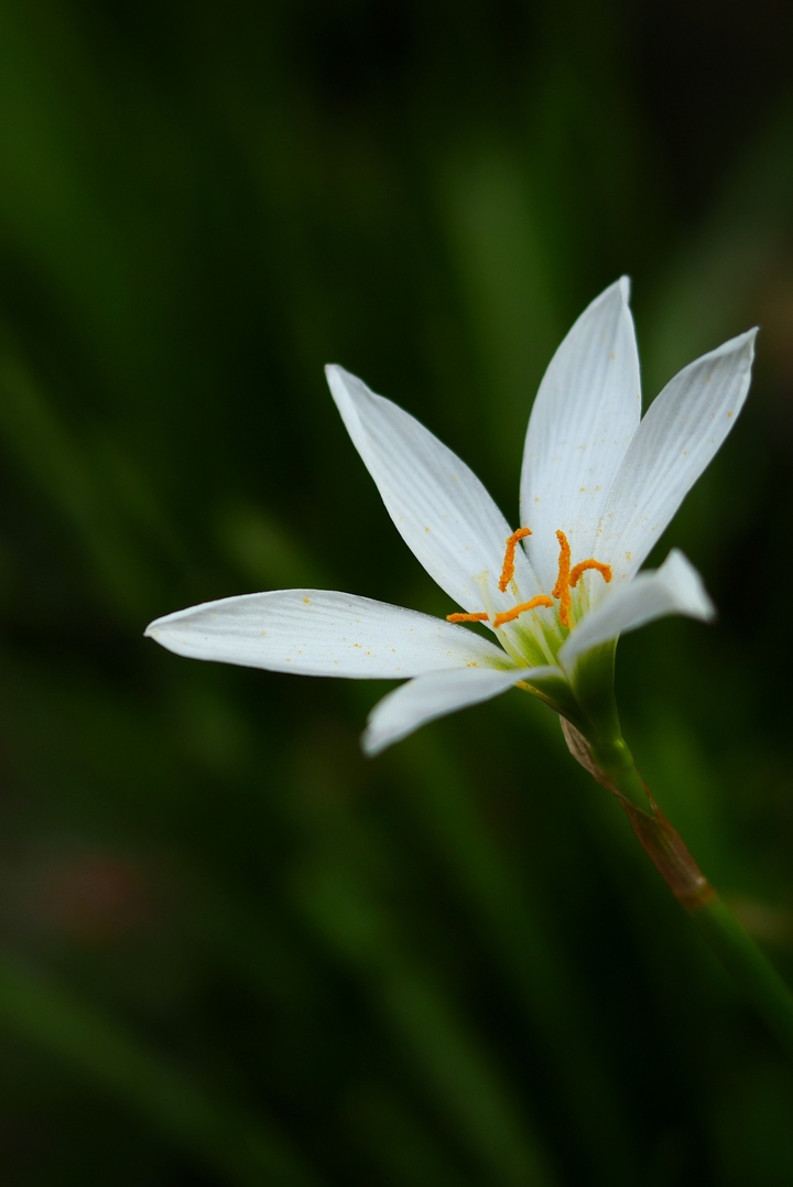 grass flower
