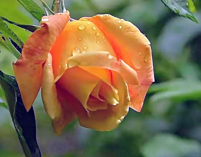 fleurs