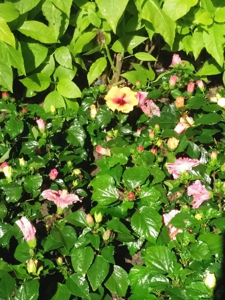 #Flower 