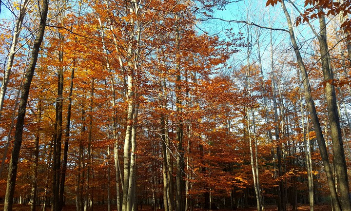 Autumn