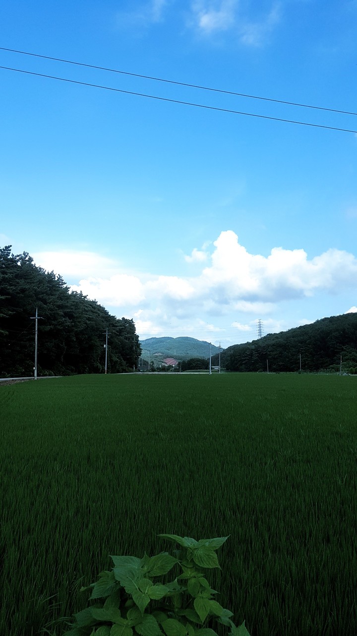 맑은 날씨