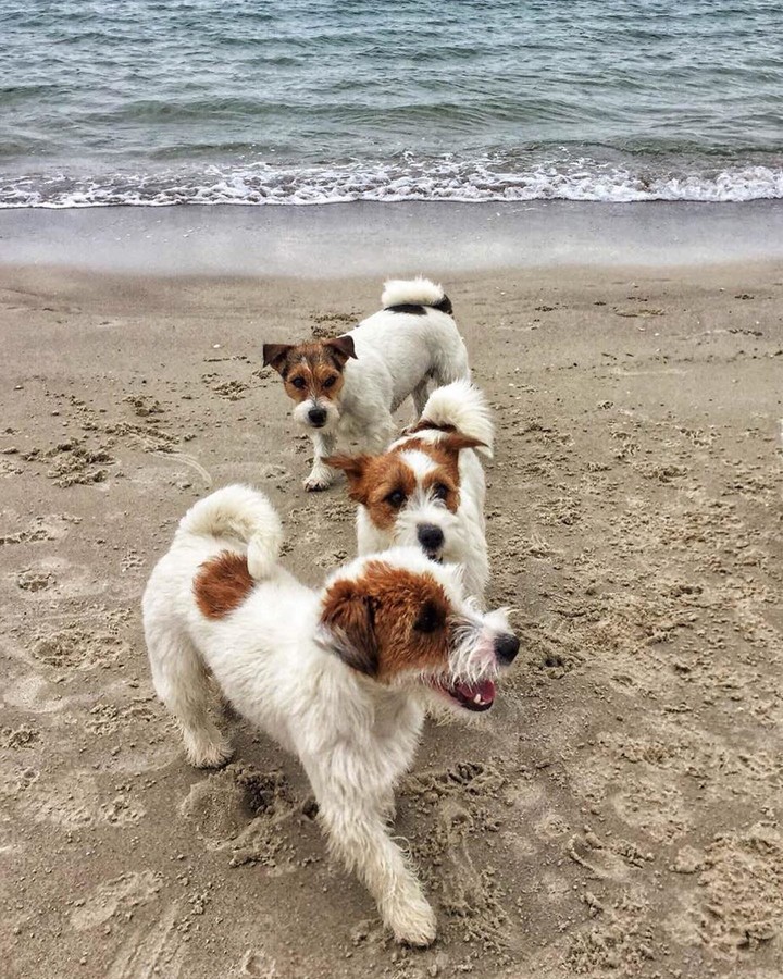 dogs