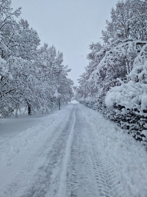 snow, branch वॉलपेपर