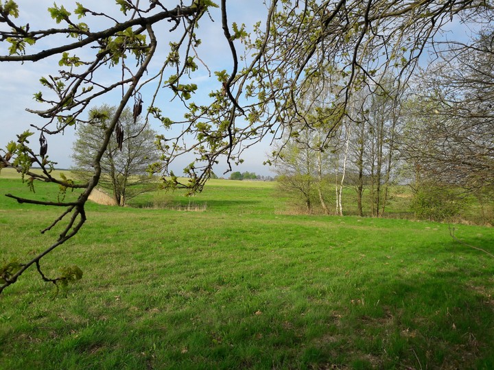 Wiesenlandschaft