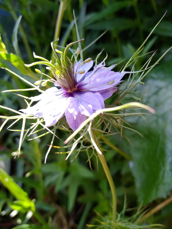 Flower in the sun