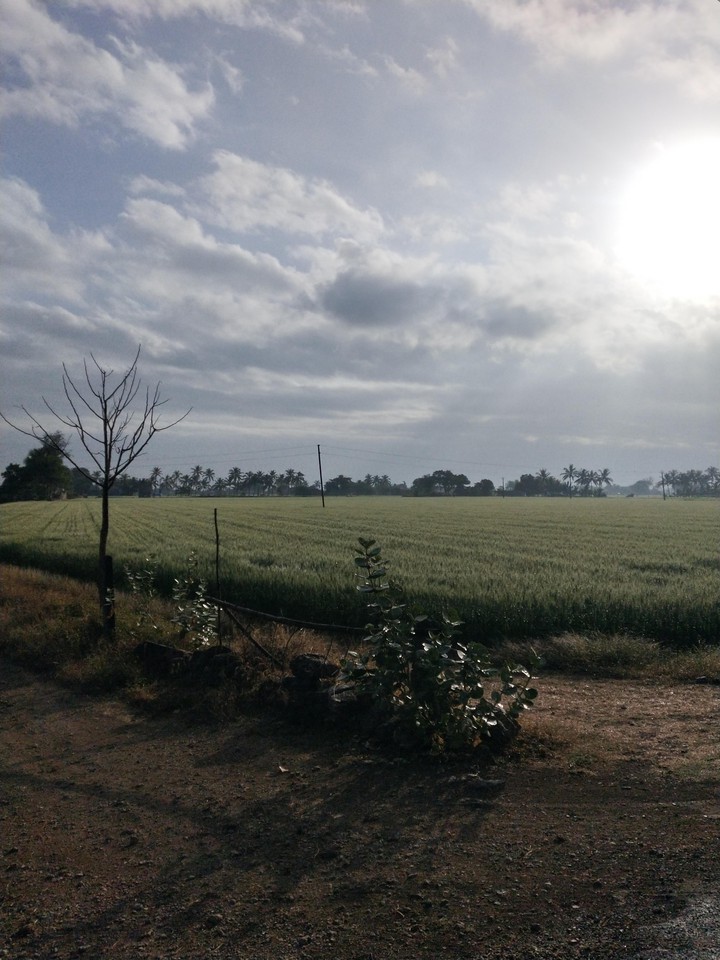 nature