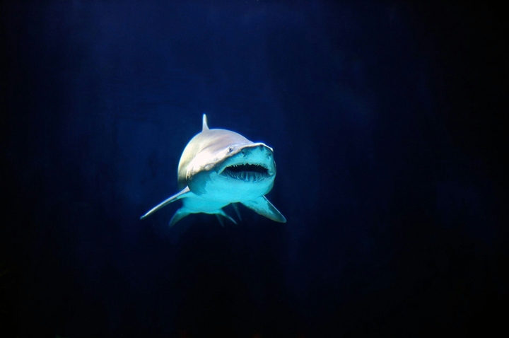 shark
