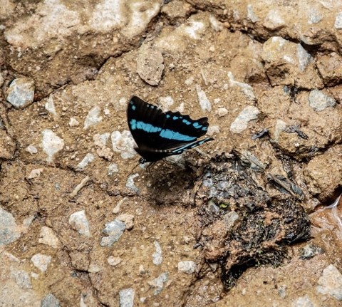 butterfly, arthropod achtergronden
