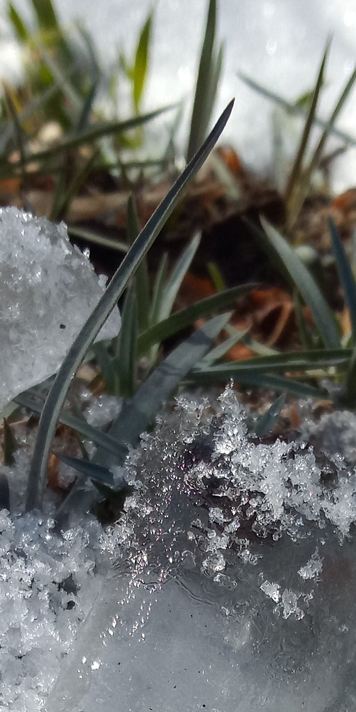 #ice