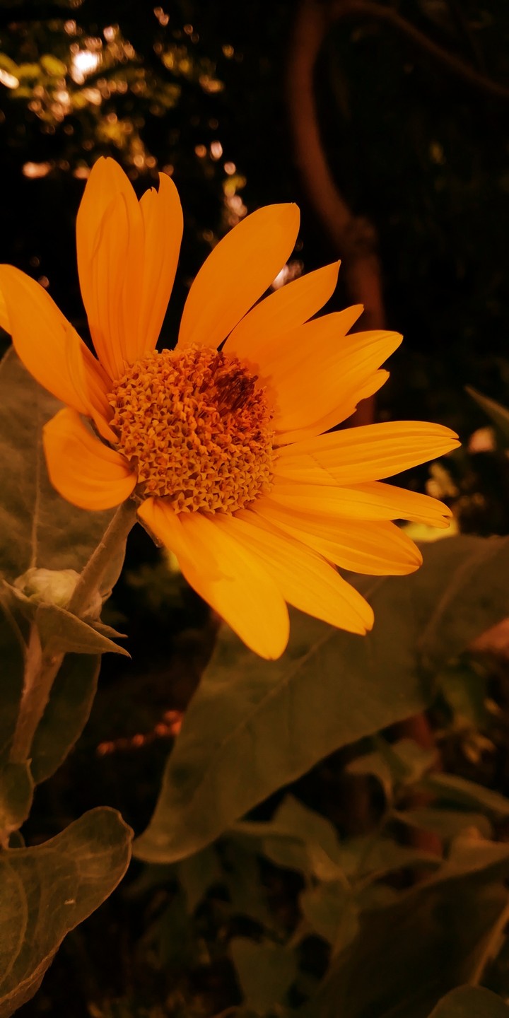 #sunflower