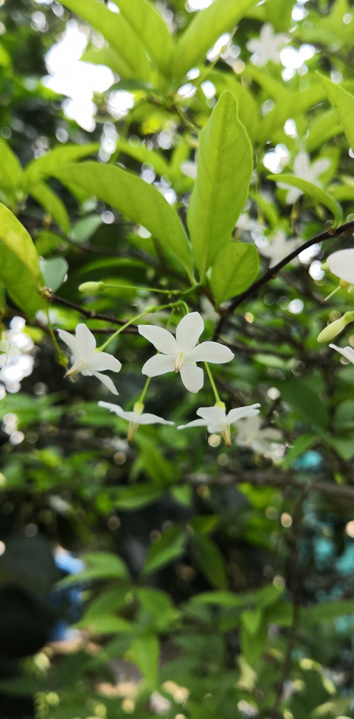 Wrightia religiosa