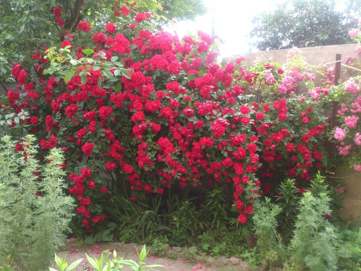 roses