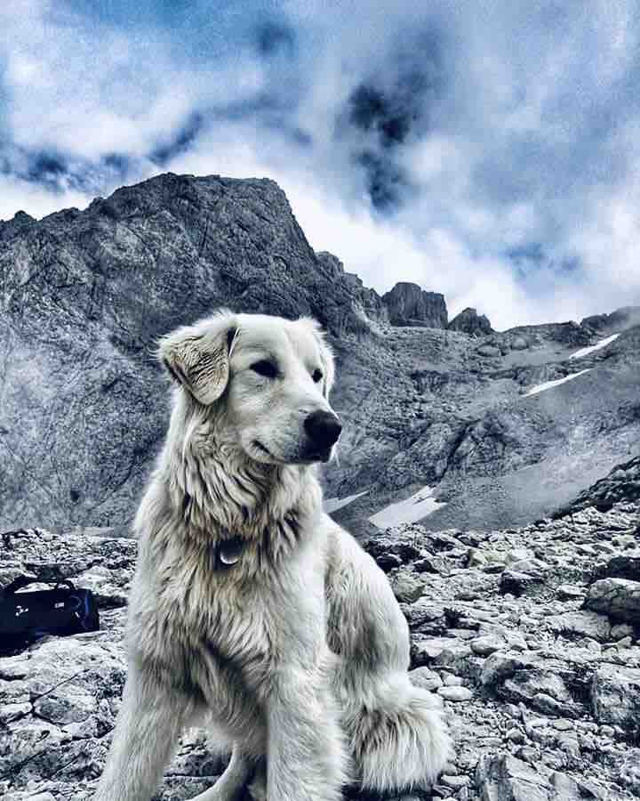 Gran Sasso d’Italia puppy