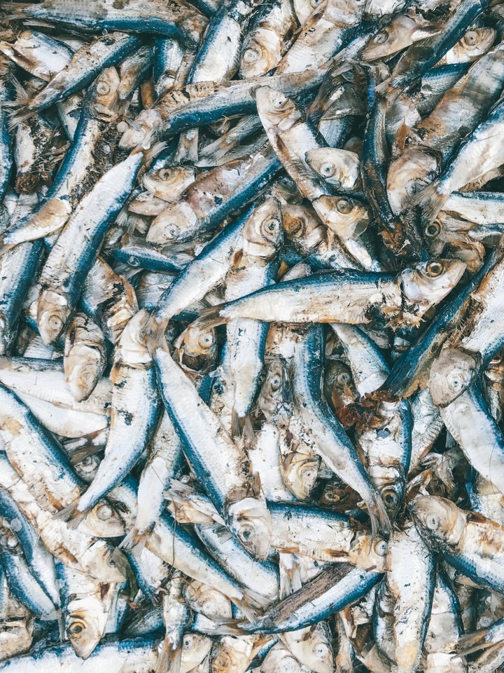 fish