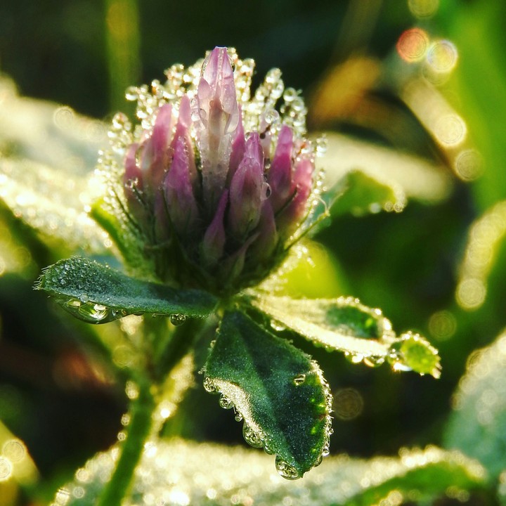 Little waterdrops.