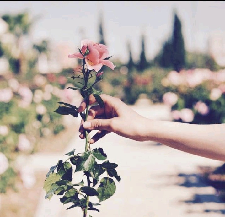 la jeune fille à la rose