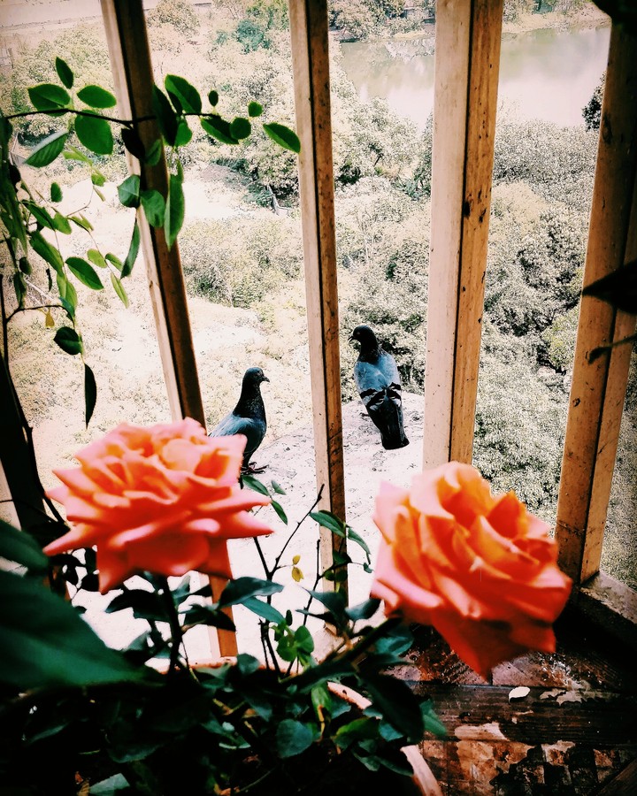 flowers & Birds