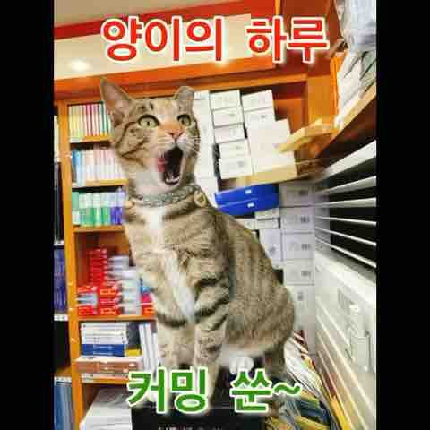 양이의하루
