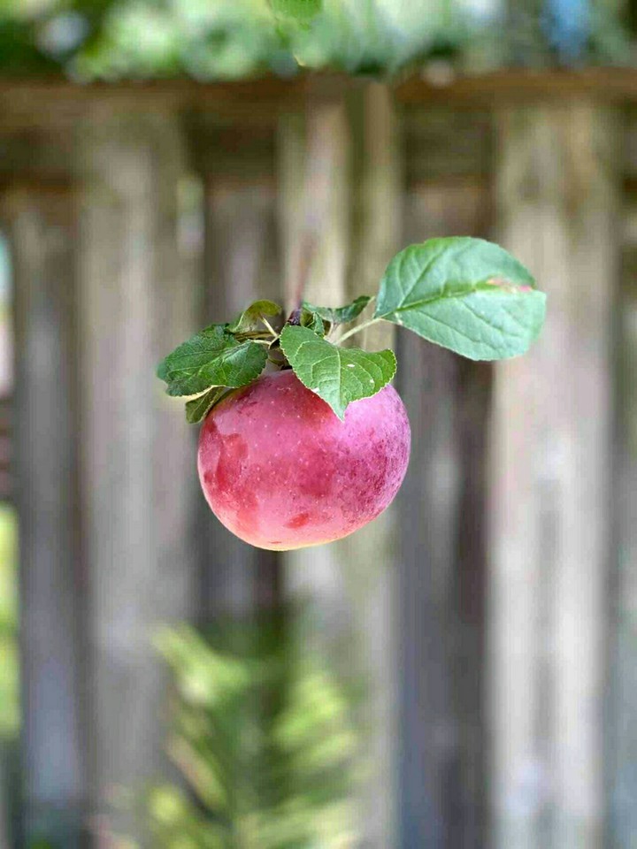 ✨ For You Garden Fresh Apple ❤️
