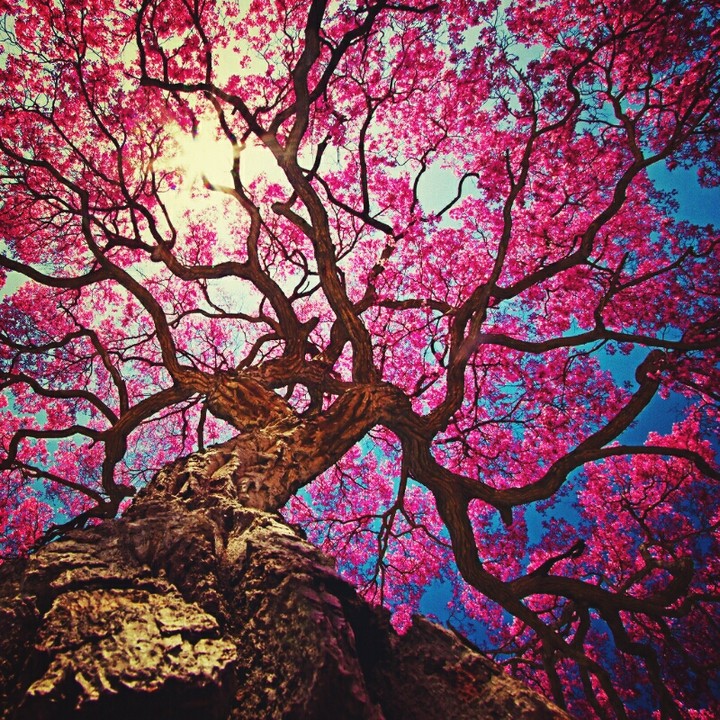 Wonderfull tree