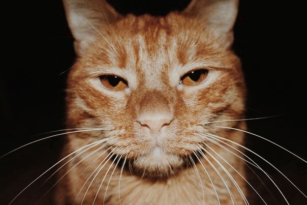 cats