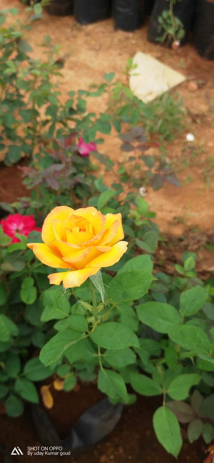 yellow rose