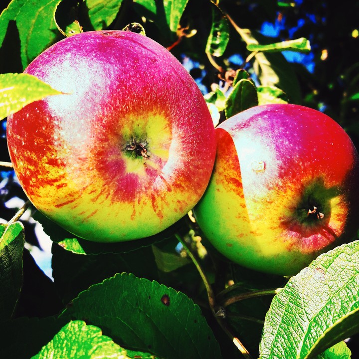 Apple time