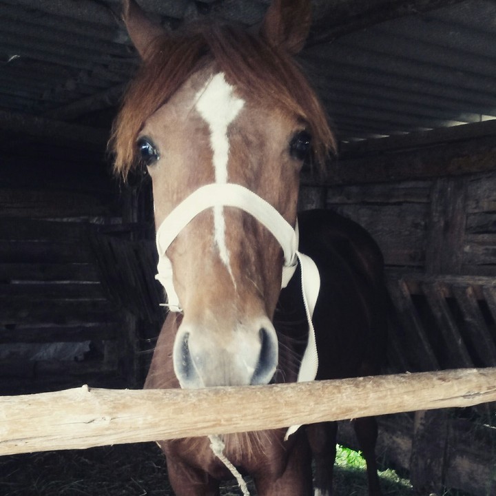 horse