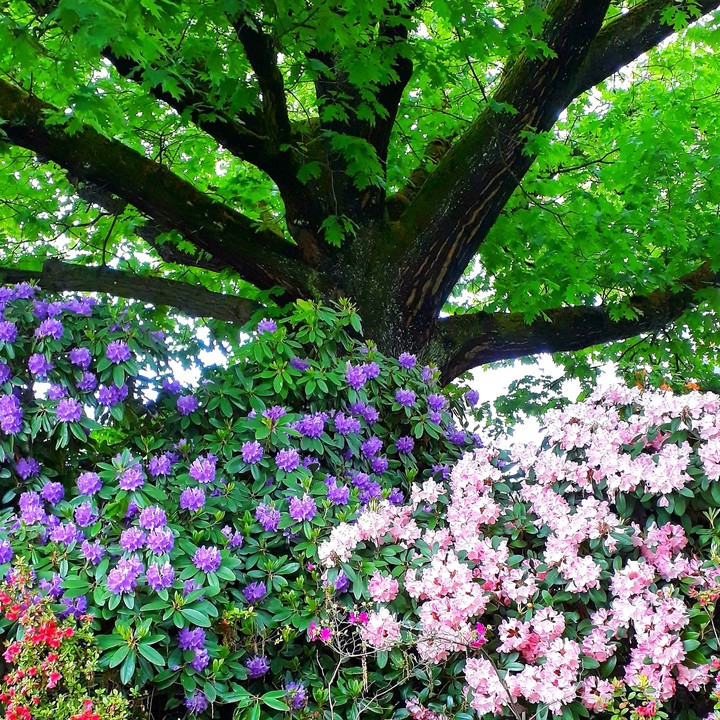 nature