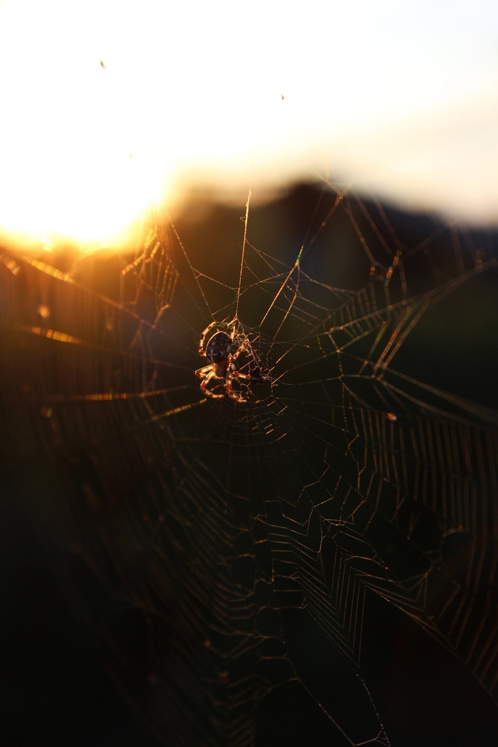 spider