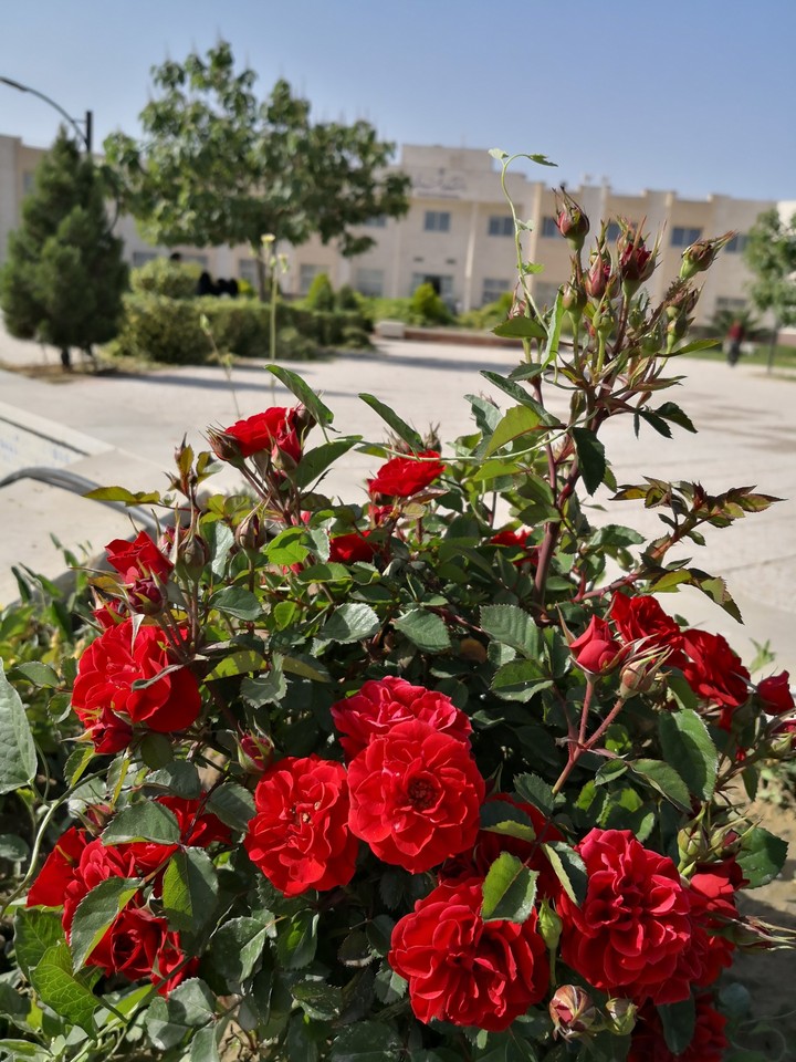 rose