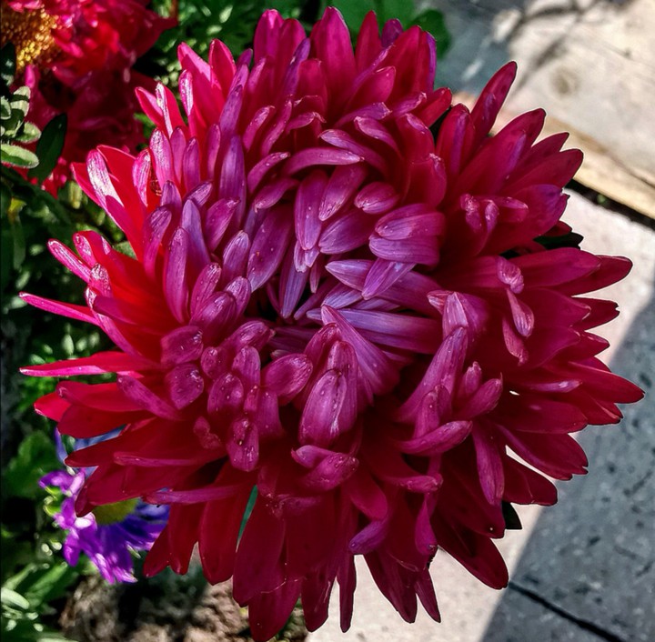 Red flower