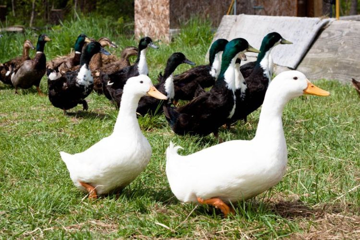 Duck
