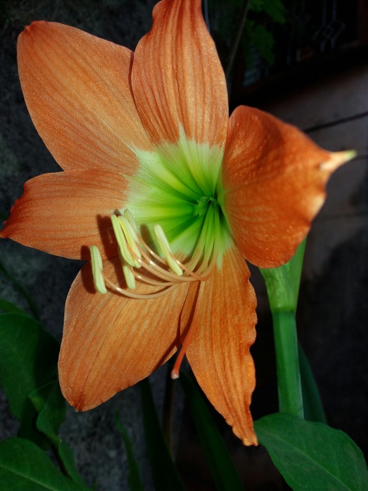 lily