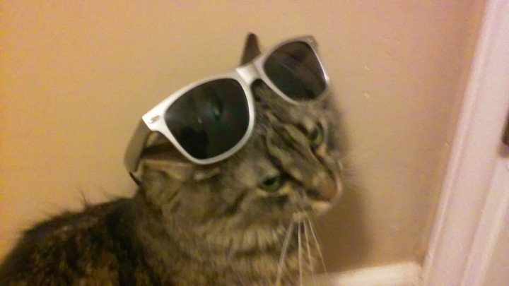 Cat wearing sunglasses