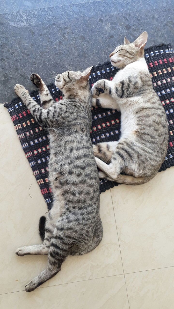 my cats