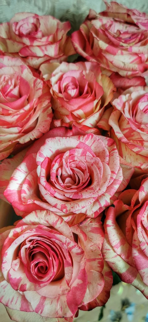 hình nền pink, rose