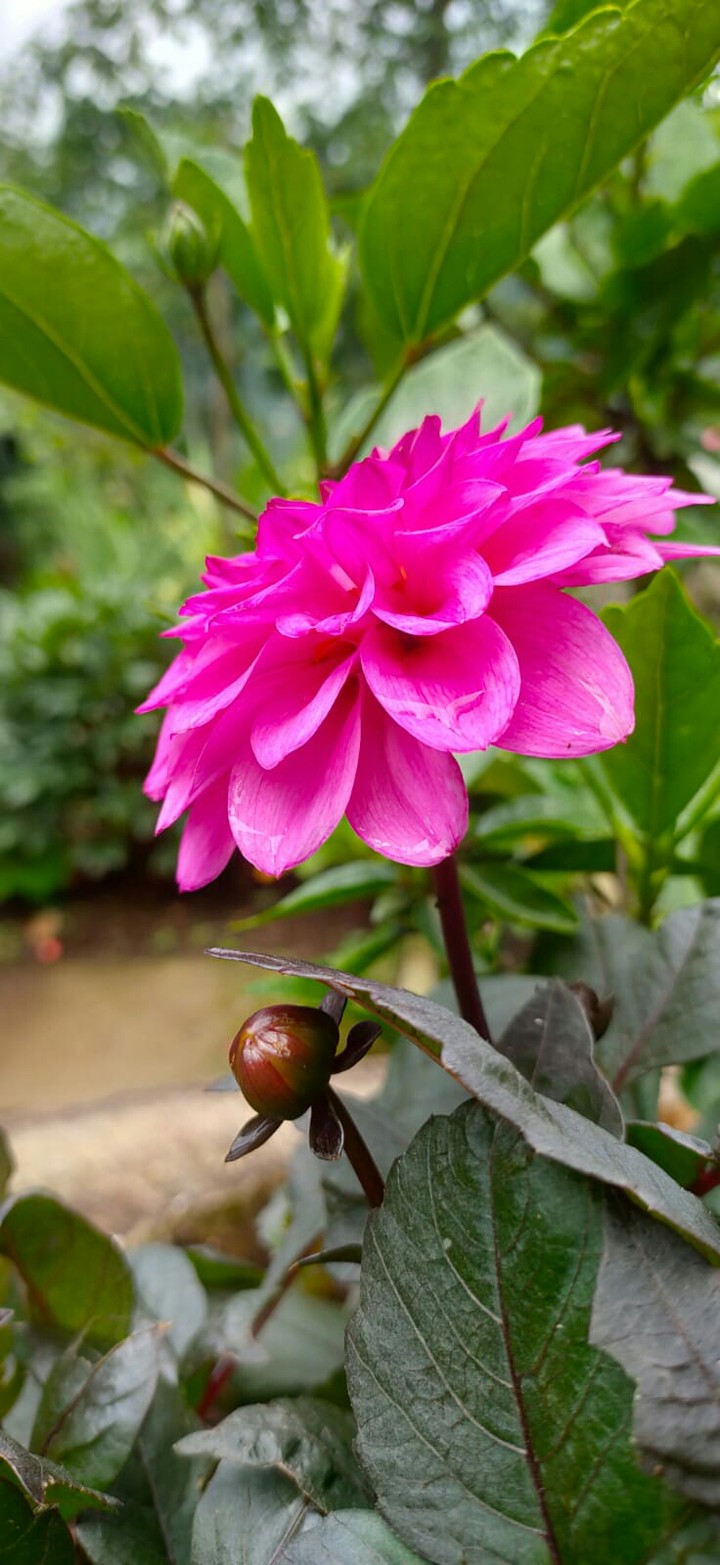 flower