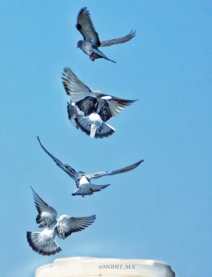 Pigeon