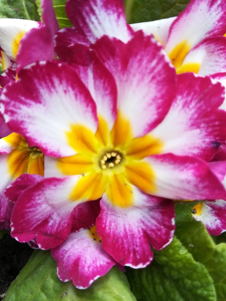 primula