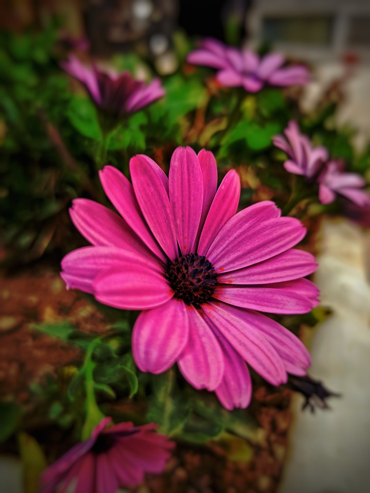 flower