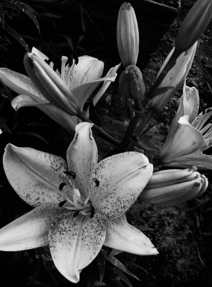 Magic flowers