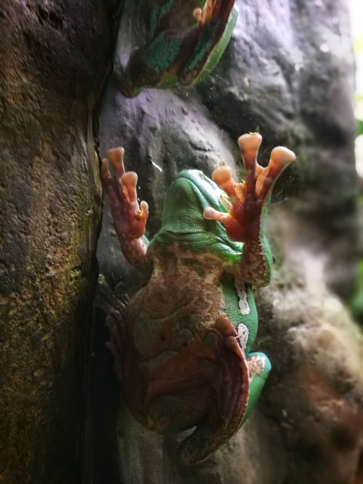 frog on the glass