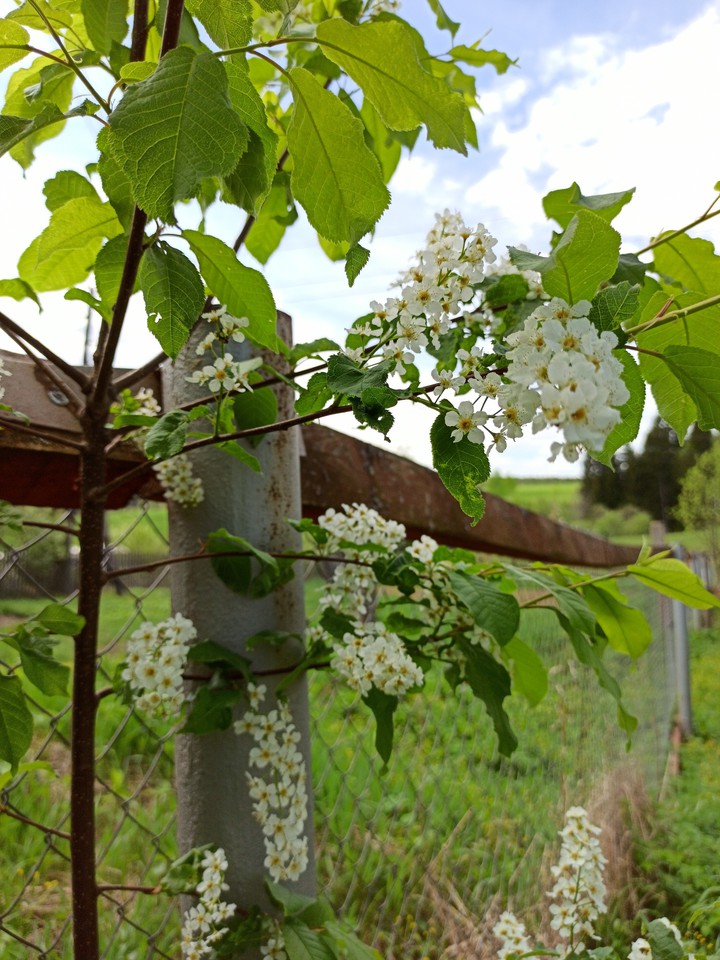 bird-cherry